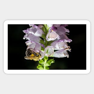 Bee On Obedient Plant Sticker